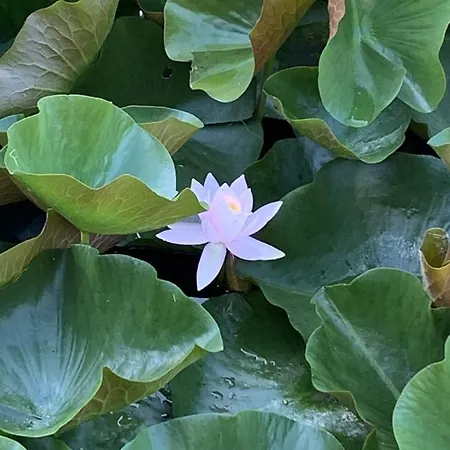 Дом отдыха Haras Du Ry *