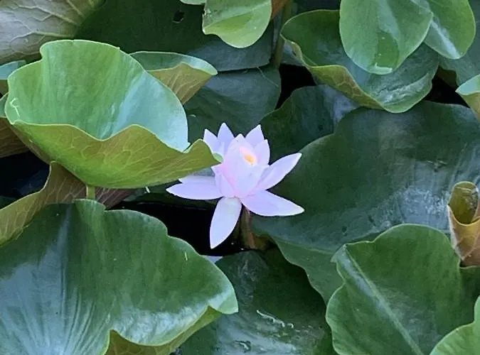 Дом отдыха Haras Du Ry *